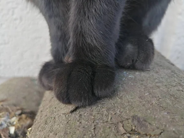Vacker Katt Tass Trä Stubbe Utomhus — Stockfoto