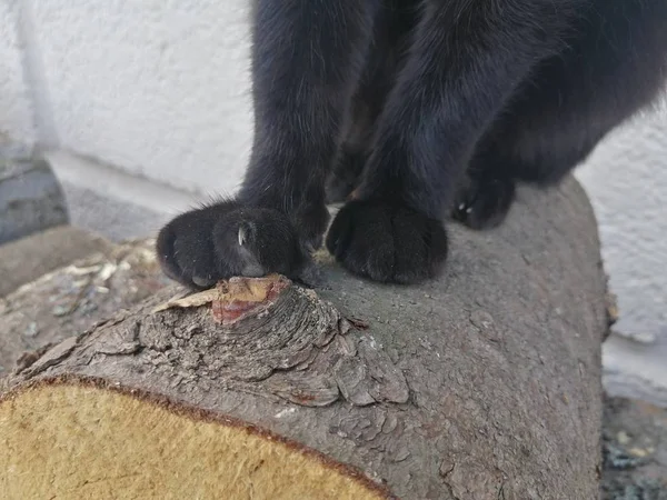 Beautiful Cat Paws Bitch Stump Outdoors — Stock Photo, Image