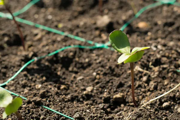 Agricoltura Girasole Helianthus Semenza per germogliare la semina in giardino . — Foto Stock