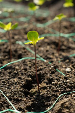 Filiz dikimi için tarım ayçiçeği ayçiçeği tohumu.