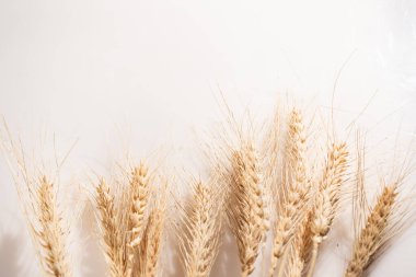 Beyaz arkaplanda yalıtılmış buğday yaprakları