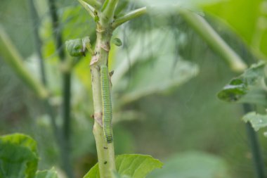 Beyaz lahana kelebeğinin Eruca 'sı, Pieris sutyen.