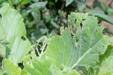 Beyaz lahana kelebeğinin Eruca 'sı, Pieris sutyen.