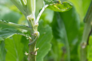 Beyaz lahana kelebeğinin Eruca 'sı, Pieris sutyen.