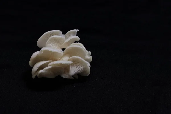 Indische weiße Pilzblätter, kreisförmig angeordnet, bereit zum Kochen — Stockfoto