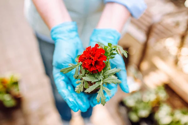 Woman in blue gloves holding a flower of marigold without pot with nakes roots. Woman is going to transplant flowers. Home gardening