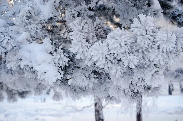 Árvore de inverno isolado. Árvore na neve . — Fotografia de Stock
