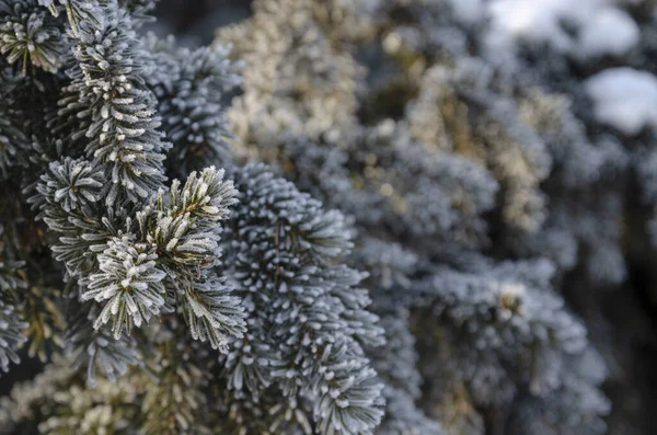 Fir branch on snow in witner forest — Stock Photo, Image