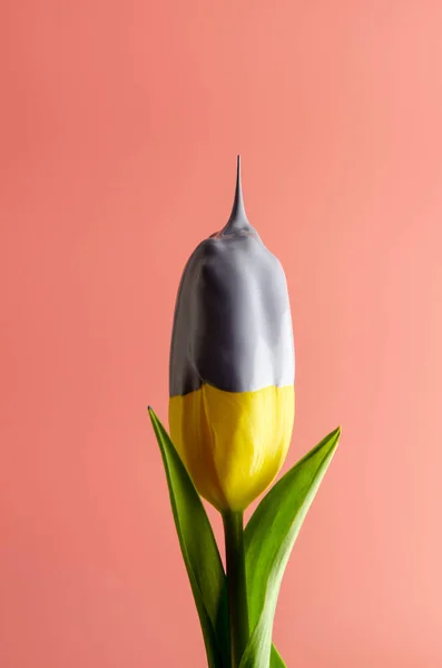 Primavera Criativa Flor Tulipa Mergulhada Tinta Rosa Pastel — Fotografia de Stock