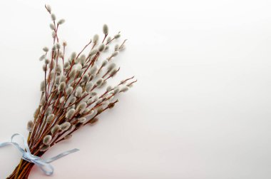 Pussy willows branches isolated on a white