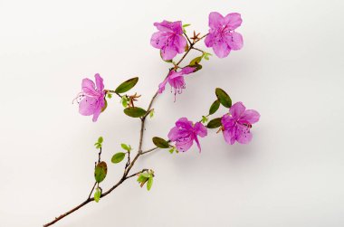 Mor rhododendron çiçekleri. Labrador çayı yalnız dalda.