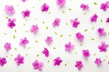 Mor rhododendron çiçekleri beyaz üzerine izole Labrador çay deseni