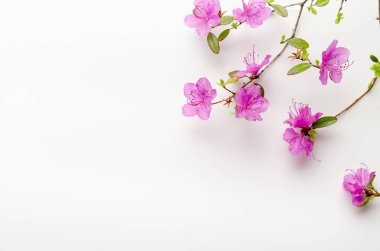 Mor rhododendron çiçekleri. Labrador çayı yalnız dalda.