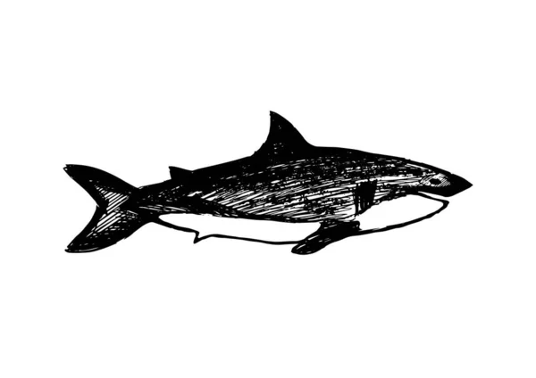 Акула в стиле ручной работы изолирована на белом фоне. Векторный эскиз. Опасное животное океана. Print Для взрослых и детей . — стоковый вектор