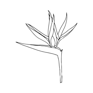 Strelitzia reginae tropikal Güney Afrika çiçeği beyaz arka planda izole edilmiştir. Vektör stok çizimi. Dövme izi, logo. Vinç çiçeği olarak bilinen bitki, paradis kuşu..