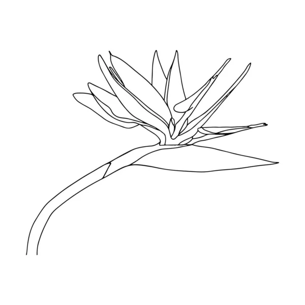 Strelitzia Reginae Tropikal Güney Afrika Çiçeği Beyaz Arka Planda Izole — Stok Vektör