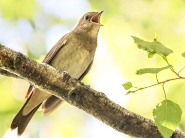 Nightingale baharda yapraklarda şarkı söylüyor.
