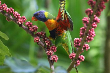 Pembe çiçeklerdeki gökkuşağı lorisi
