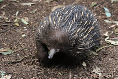 Echidna doğal ortamında