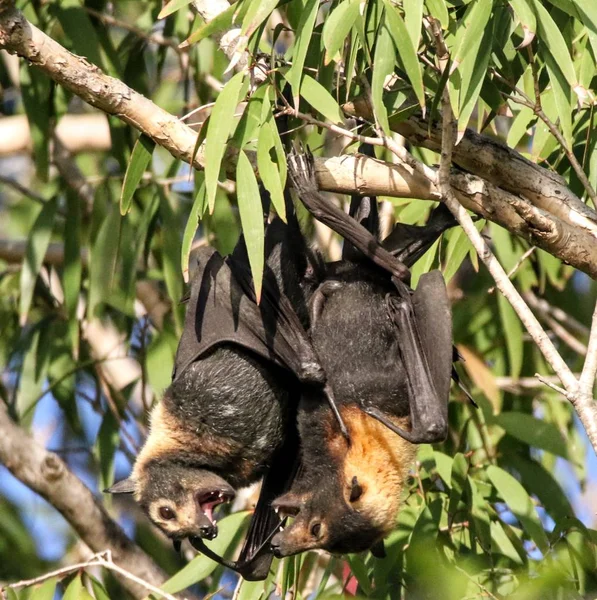 family talks of flying foxes