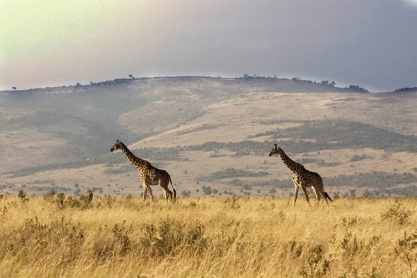 Giraffen Msai Mara — Stockfoto