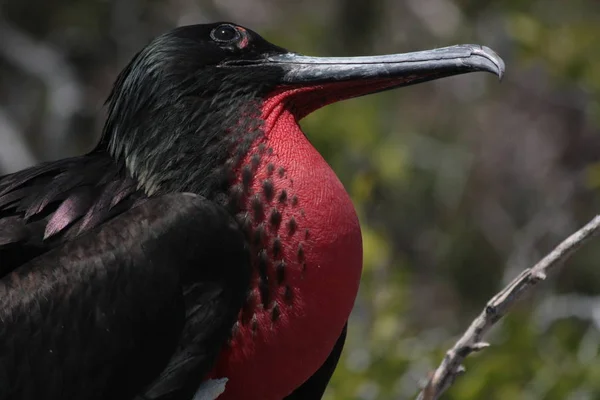 Grande Fragata Uma Das Aves Marinhas Mais Brilhantes — Fotografia de Stock