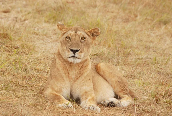 Young Lion Exile — Stock Photo, Image