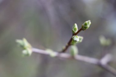 Ağaçlardaki bahar böbrekleri
