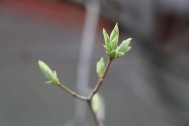 Ağaçlardaki bahar böbrekleri