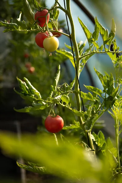 Tomates naturelles mûres poussant sur une branche dans une serre. Tomates biologiques dans le jardin prêtes à être récoltées — Photo