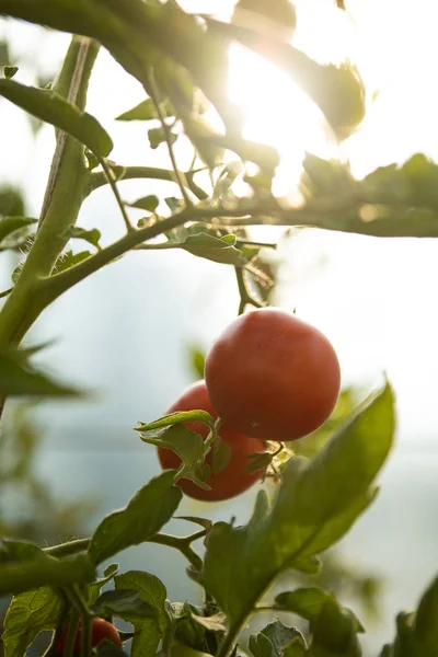 Reife natürliche Tomaten, die auf einem Zweig in einem Gewächshaus wachsen. Bio-Tomaten im Garten erntereif — Stockfoto
