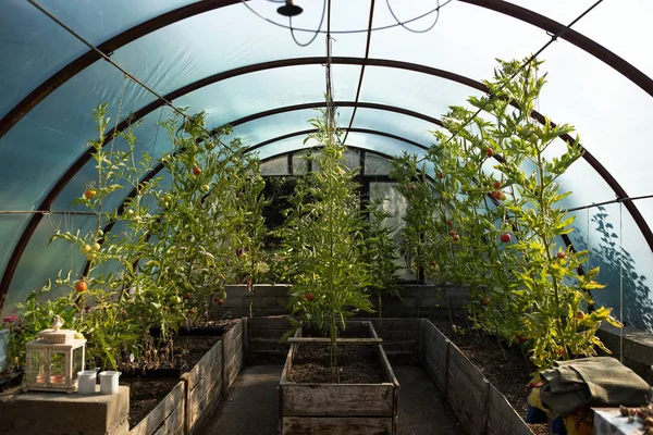 Rote Tomaten in einem Gewächshaus. Gemüse, das im Gewächshaus reift. — Stockfoto