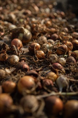 Kırsal bir masada bir sürü soğan. Gıda arkaplanı.