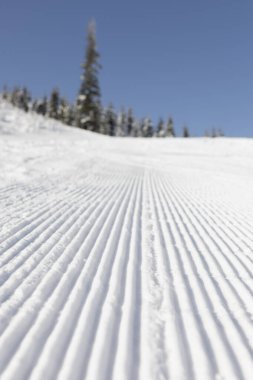 Fresh groomed snow on ski slope at ski resort on a sunny winter day. snow groomer tracks on a mountain ski piste. snowy spruces in the background