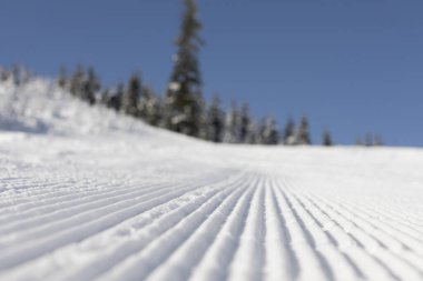 Fresh groomed snow on ski slope at ski resort on a sunny winter day. snow groomer tracks on a mountain ski piste. snowy spruces in the background