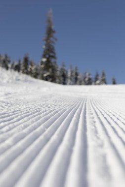Fresh groomed snow on ski slope at ski resort on a sunny winter day. snow groomer tracks on a mountain ski piste. snowy spruces in the background