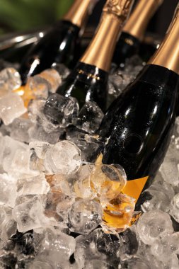 Soğutucuda bir şişe şampanya. Ön planda buz dolu şişeler. Seçici odak.
