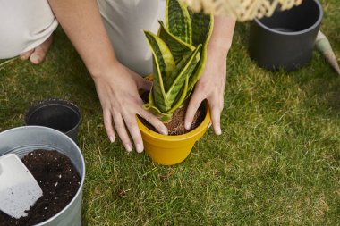 Kadınların elleri yeni bir saksıya bitki naklediyor. Bahçedeki bitkileri yeniden ekiyorum.
