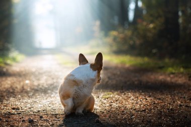 Galli Corgi Pembroke fotoğraf için poz veriyor