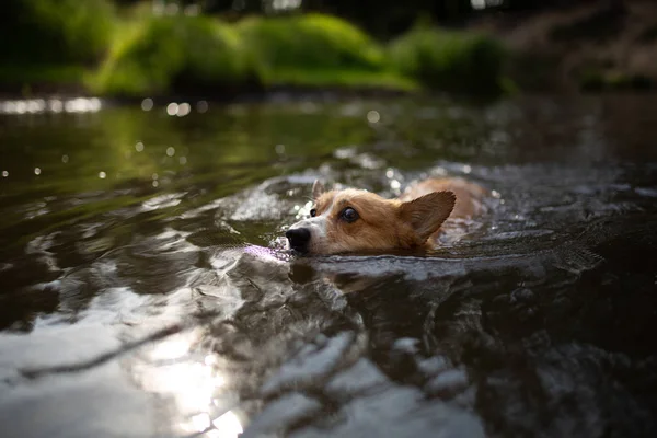 Fluyendo Perro Pembroke Corgi Través Del Río — Foto de Stock