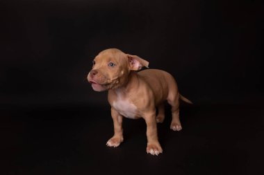 Köpek yavrusu Amerikan Pitbull Terrier stüdyoda siyah arka planda oturuyor.