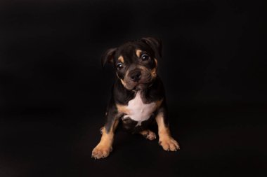 Köpek yavrusu Amerikan Pitbull Terrier stüdyoda siyah arka planda oturuyor.