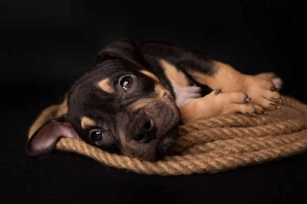 Valp Amerikanska Pit Bull Terrier Sitt Jute Sladd Svart Bakgrund — Stockfoto