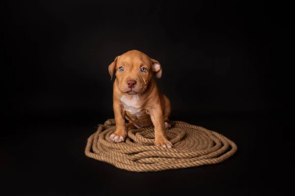 Puppy American Pit Bull Terrier Zitten Een Jute Koord Zwarte — Stockfoto