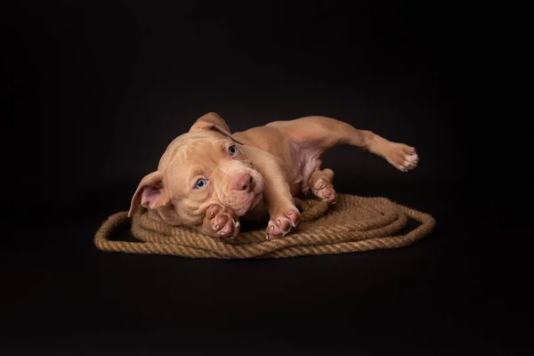 Puppy American Pit Bull Terrier Zitten Een Jute Koord Zwarte — Stockfoto