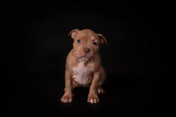 Puppy American Pit Bull Terrier Assis Sur Fond Noir Studio — Photo