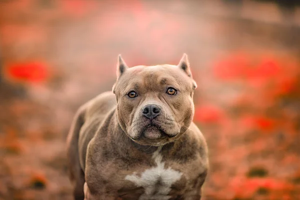 Americký Pitbull Teriér Matka Hrdě Pózuje Venku — Stock fotografie