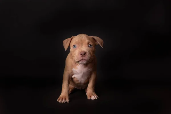 Puppy American Pit Bull Terrier Assis Sur Fond Noir Studio — Photo
