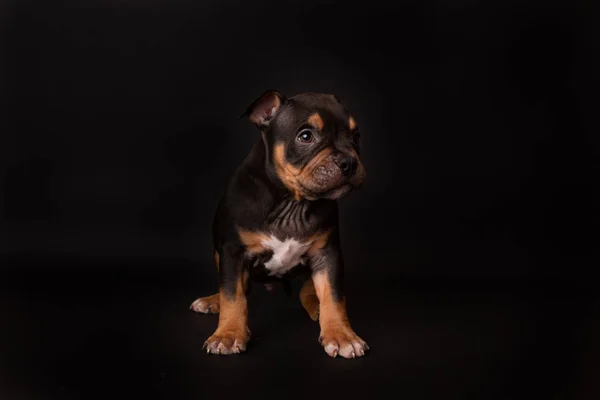 Puppy American Pit Bull Terrier Zitten Zwarte Achtergrond Studio — Stockfoto