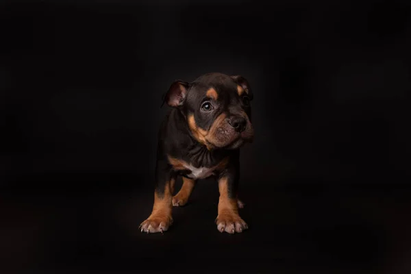 Köpek Yavrusu Amerikan Pitbull Terrier Stüdyoda Siyah Arka Planda Oturuyor — Stok fotoğraf